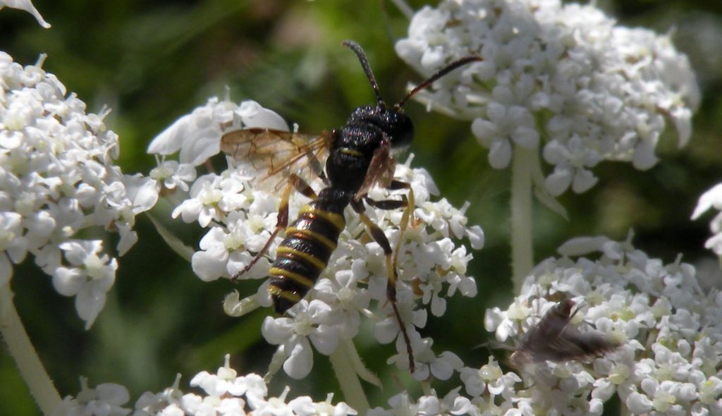 Quale Cerceris? cfr. quadricincta, maschio, Crabronidae